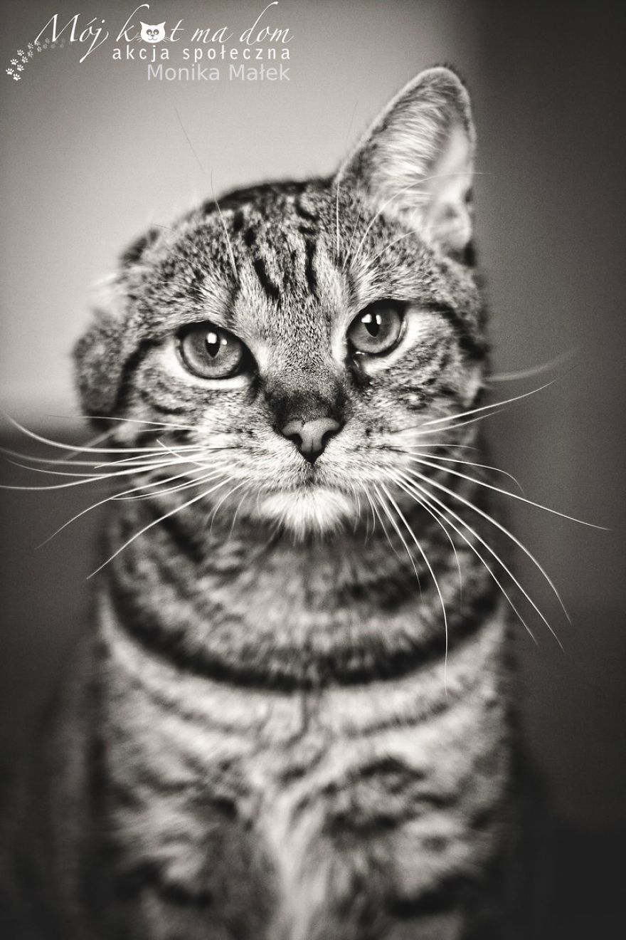 Catography With My Furry Friends