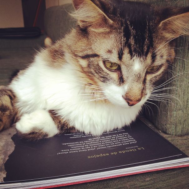 I'm Just Going To Read This... Please Do Not Disturb!