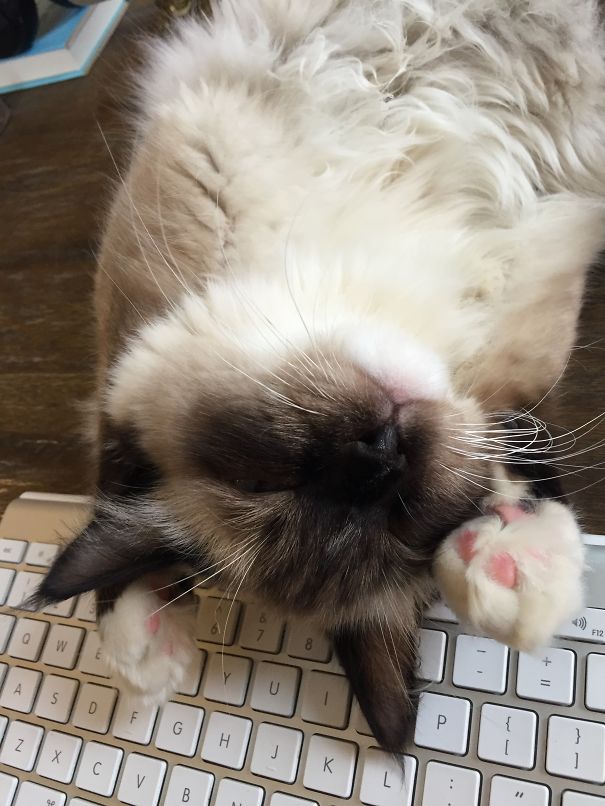 Love A Good Qwerty Nap