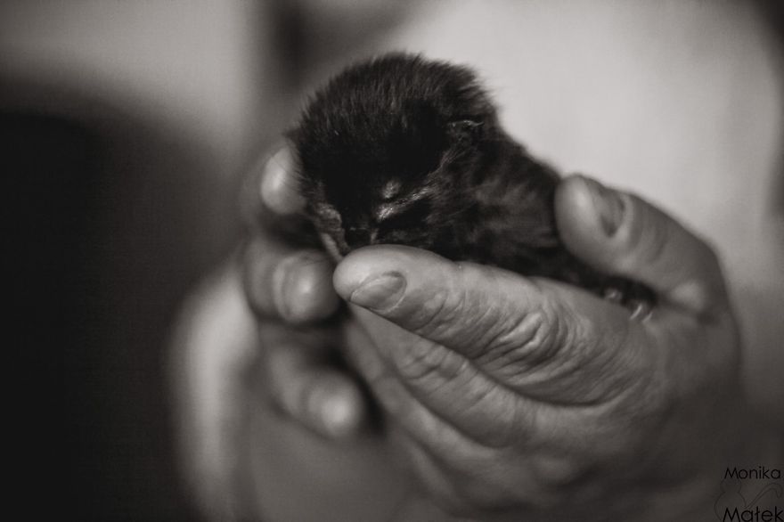 Catography With My Furry Friends