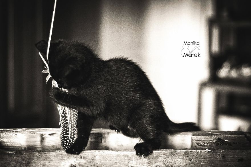 Catography With My Furry Friends Catography With My Furry Friends