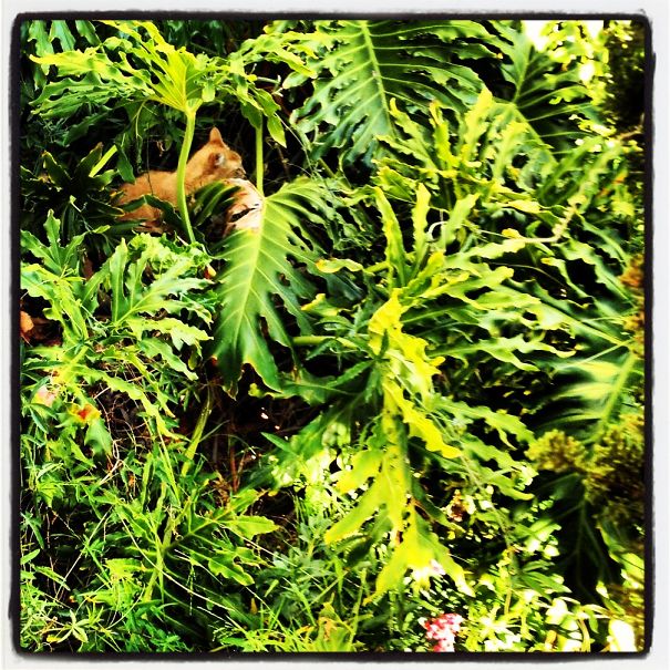 Jungle Cat