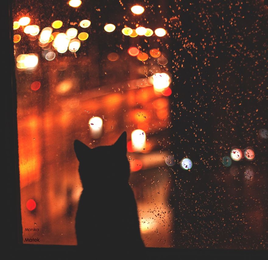 Catography With My Furry Friends Catography With My Furry Friends