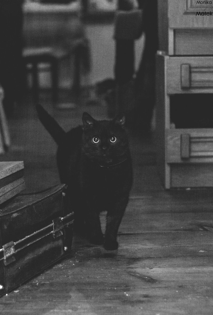 Catography With My Furry Friends