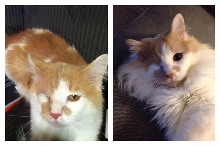 Lost An Eye, But Kirk Found A Forever Home. He Is Much Happier Now.