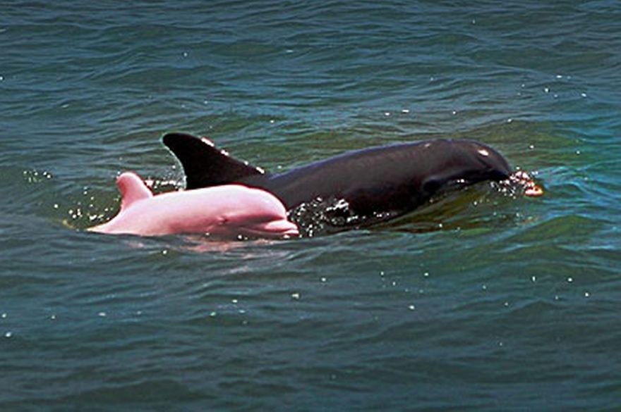 Albino Dolphin