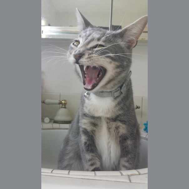 Will Your Head Fit In My Mouth?