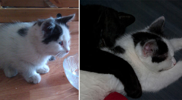 Jordan, Found Crying, Starving And Ill In Car Engines, Now A Happy Cotton Ball :)
