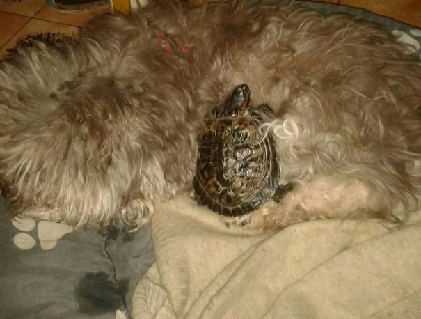My 17 Years Old Dog And My 18 Years Old Turtle Really Enjoy Napping Together