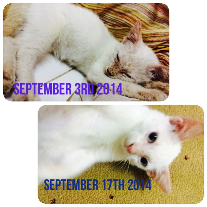 September 3rd 2014: Few Days After Coming To The House. 2 Weeks Later - Kitty Looking Better
