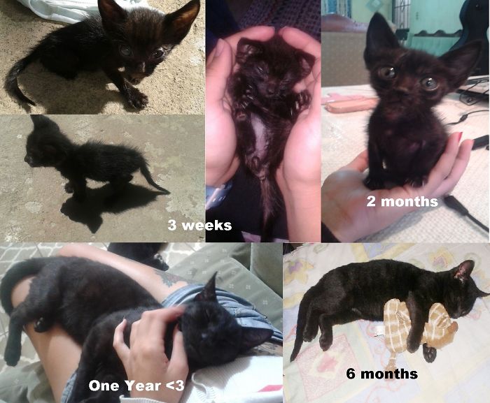 Nobody Wants To Adopt Him Because He Was Ugly, Now Kuro-chan Is Pretty Damn Handsome