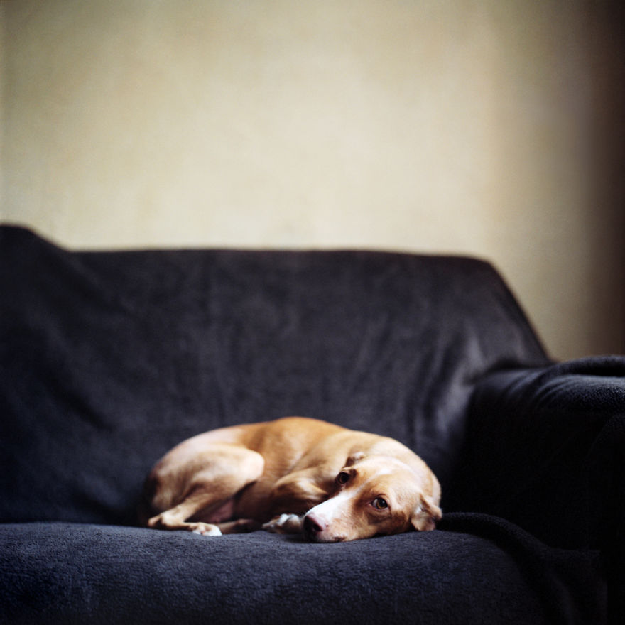 I Photograph Greyhounds Rescued From Horrible Masters Who Tortured Them For Poor Hunting Performance I Photograph Greyhounds Rescued From Horrible Masters Who Tortured Them For Poor Hunting Performance