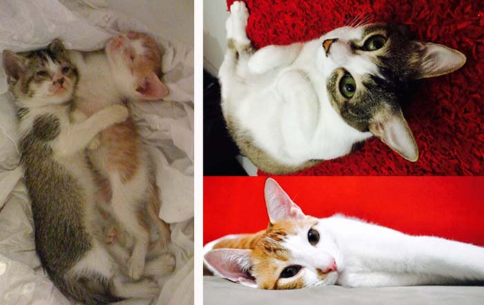 2 Kitties Found After A Storm Drowning In A Ditch. Near Death & Nursed Back To Health. Manila