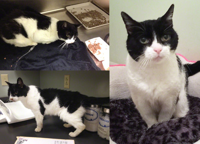 Nearly Dead, Starved Stray Cat Named Saturday After A Month In Icu