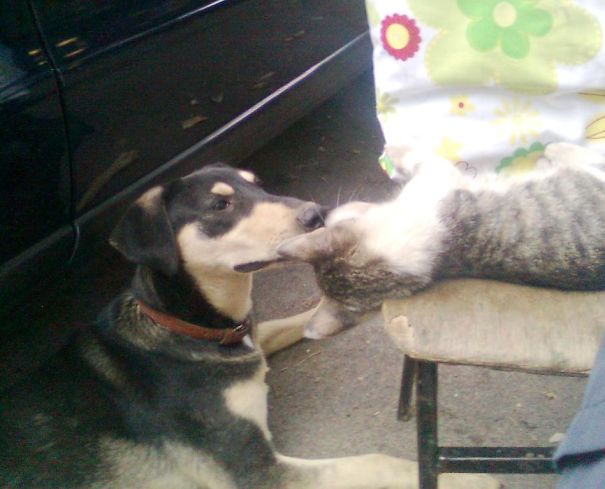 Dog Malena And Kity Lale- Gentle Lullaby On The Parking, Belgrade 2010