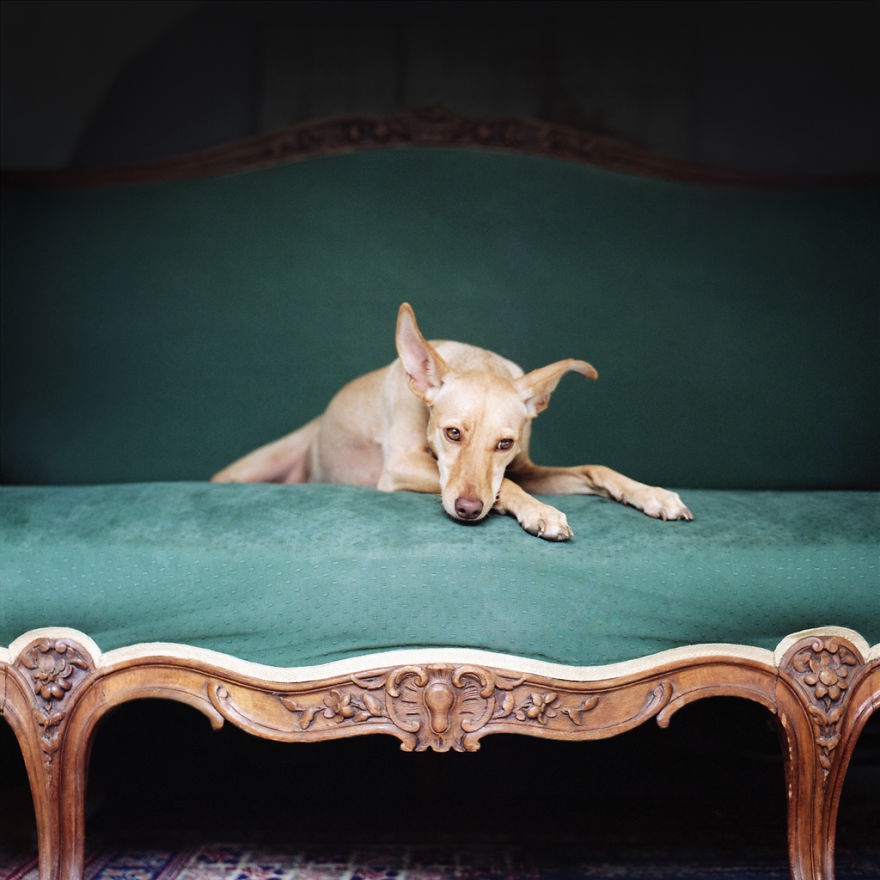 I Photograph Greyhounds Rescued From Horrible Masters Who Tortured Them For Poor Hunting Performance I Photograph Greyhounds Rescued From Horrible Masters Who Tortured Them For Poor Hunting Performance