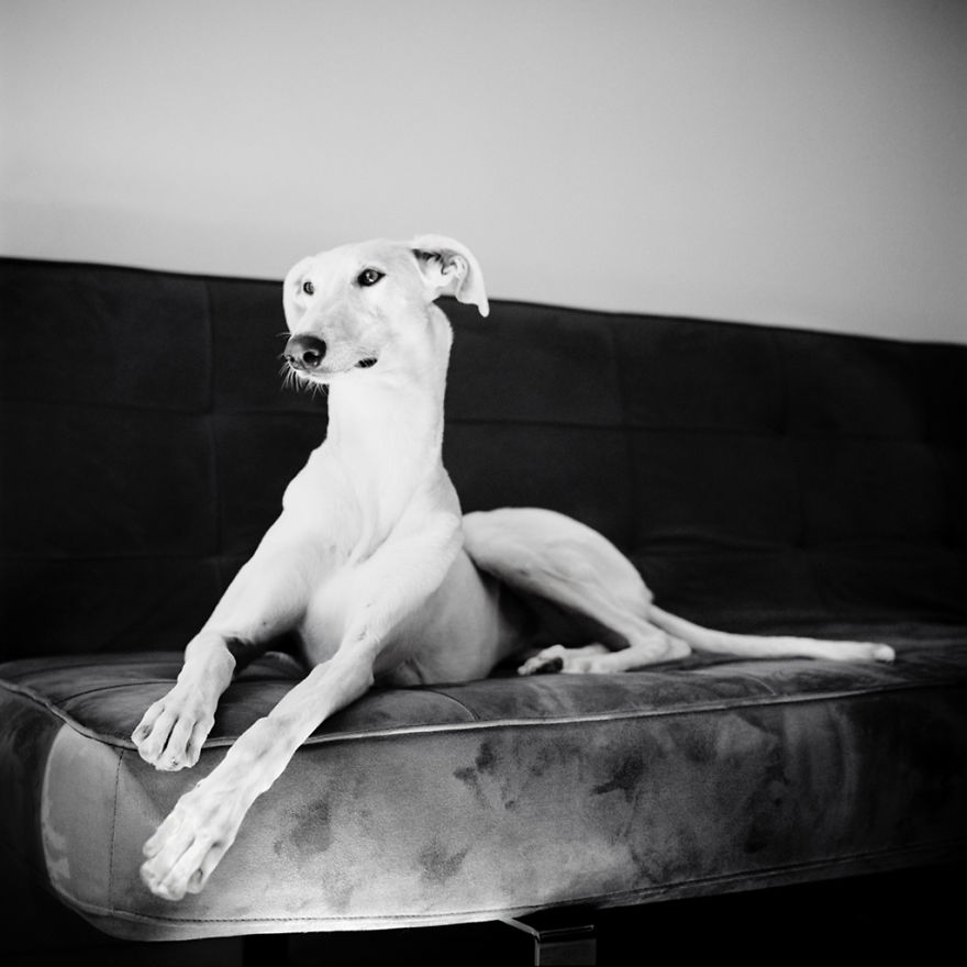 I Photograph Greyhounds Rescued From Horrible Masters Who Tortured Them For Poor Hunting Performance I Photograph Greyhounds Rescued From Horrible Masters Who Tortured Them For Poor Hunting Performance