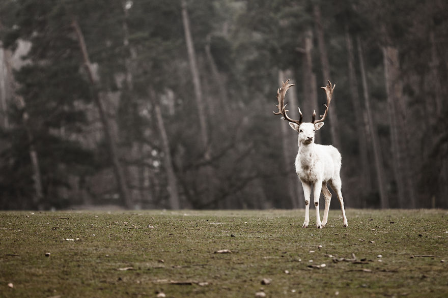 Albino Stag