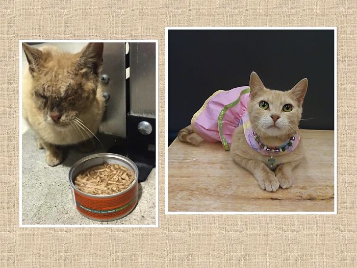 Maisey. Rescued Outside A Local Store. Blind From The Mange. Made A Full Recovery.