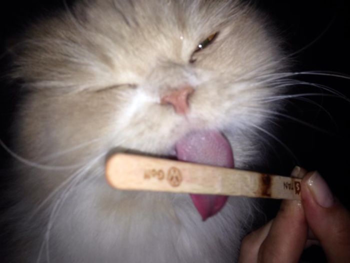 Ice Cream You Make My Heart Sing!