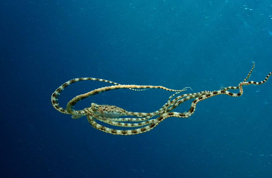 Mimic Octopus
