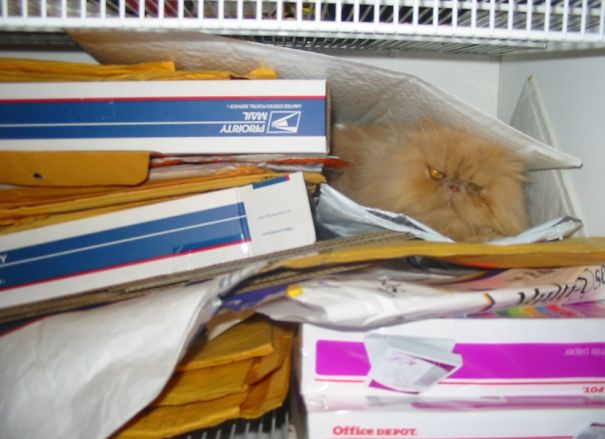 Mini Mouse In The Mail