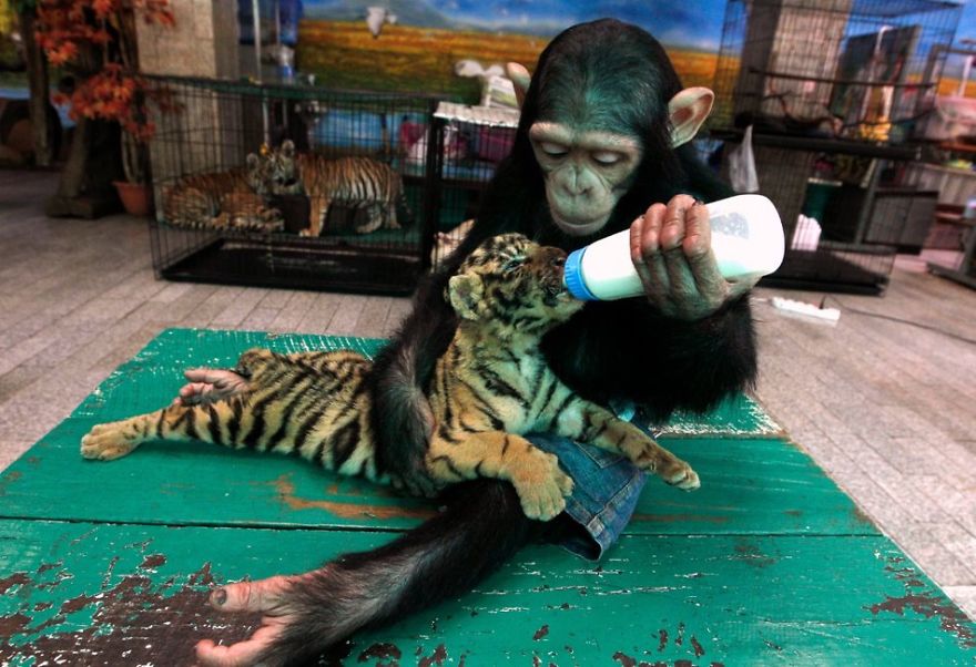 Monkey Feeding Tiger Cub