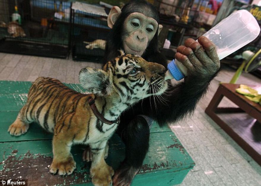 Monkey Feeding Tiger Cub