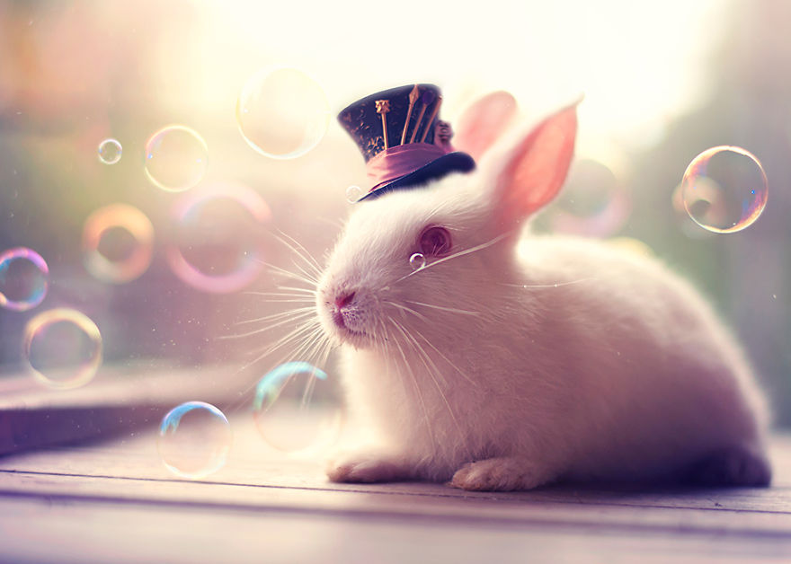 My Bunnies Are My Models My Bunnies Are My Models