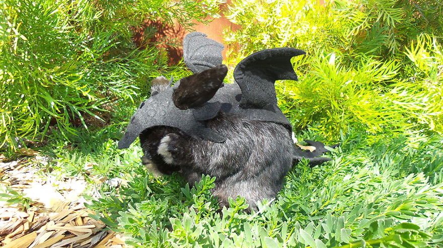 My Bunny Cosplays (She Doesn't Mind It)