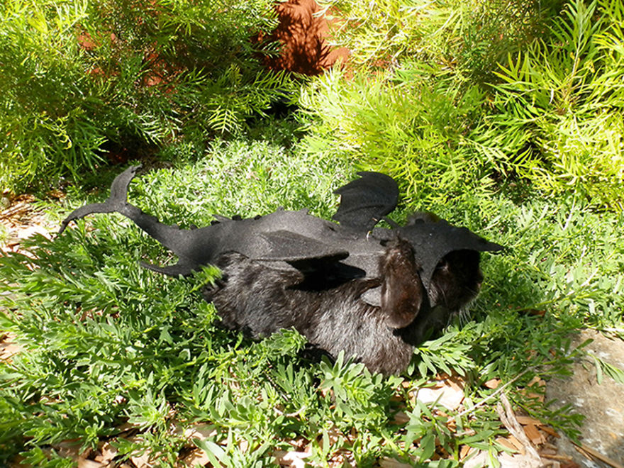 My Bunny Cosplays (She Doesn't Mind It) My Bunny Cosplays (She Doesn't Mind It)