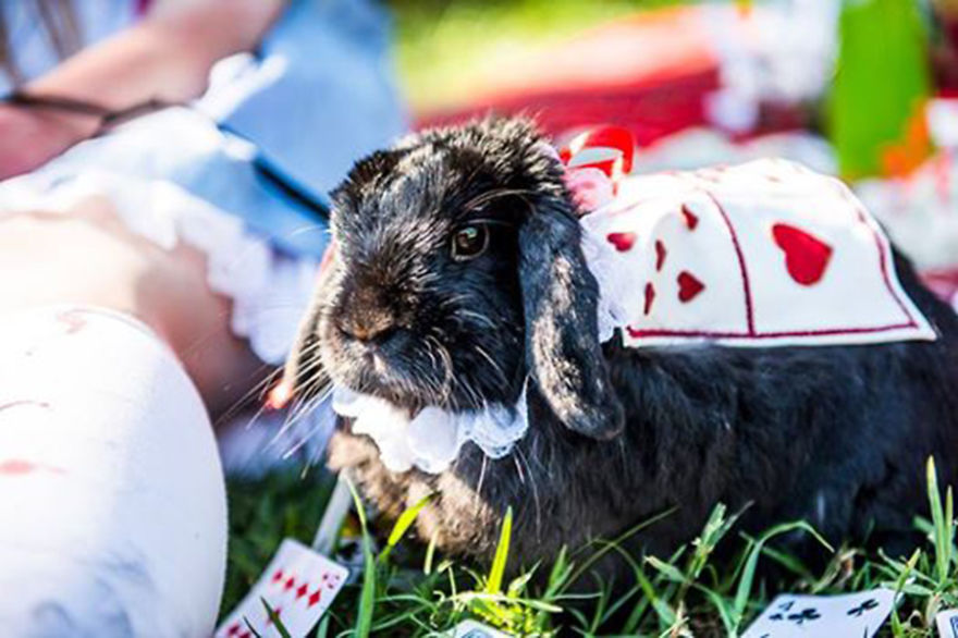 My Bunny Cosplays (She Doesn't Mind It) My Bunny Cosplays (She Doesn't Mind It)