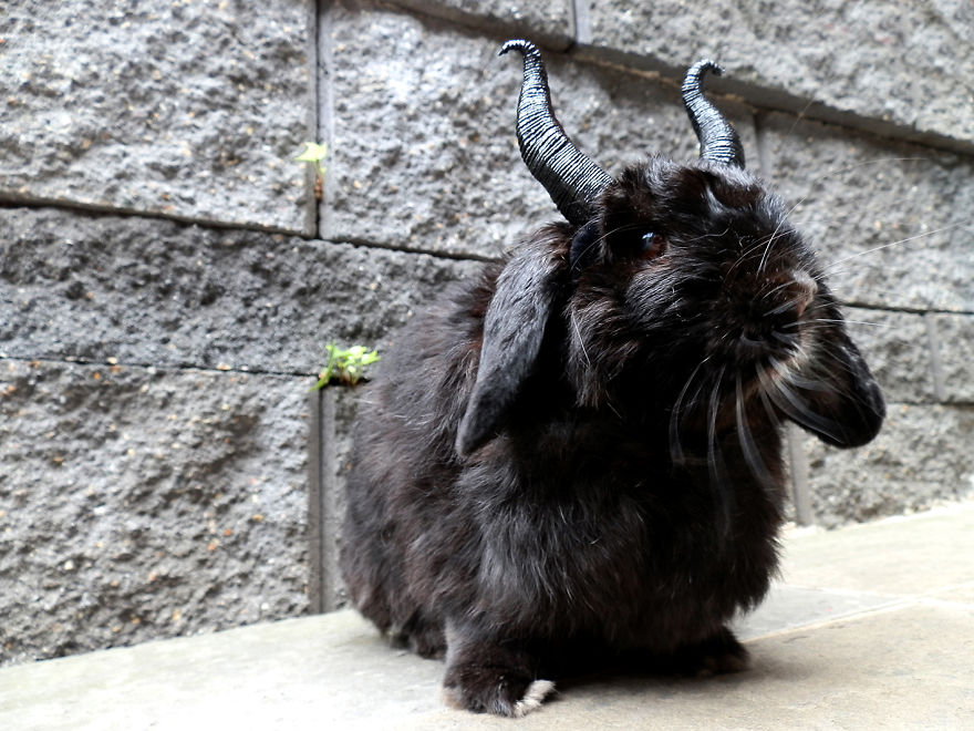 My Bunny Cosplays (She Doesn't Mind It) My Bunny Cosplays (She Doesn't Mind It)