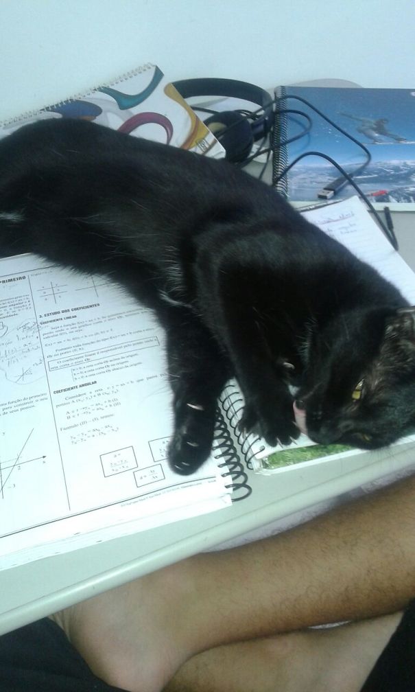 How To Study Math With This Little Ball Of Fur?