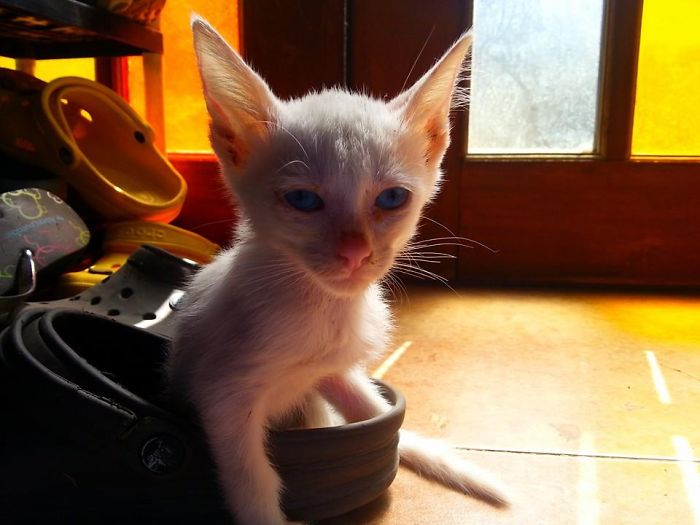 From An Ugly Duckling To A Beautiful Swan.... My Olaf =^.^=