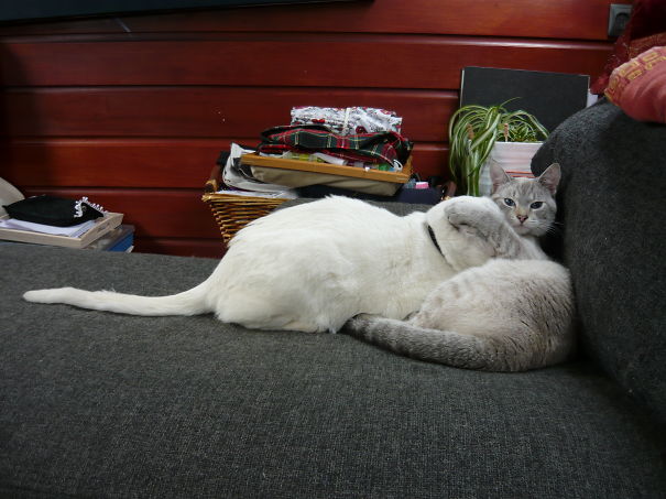 Look Away Human, Just Look Away