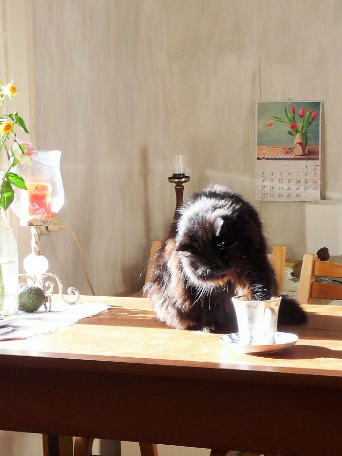 Whenever A Latte Is Left Ungarded, She'll Perform A Graceful Steal.