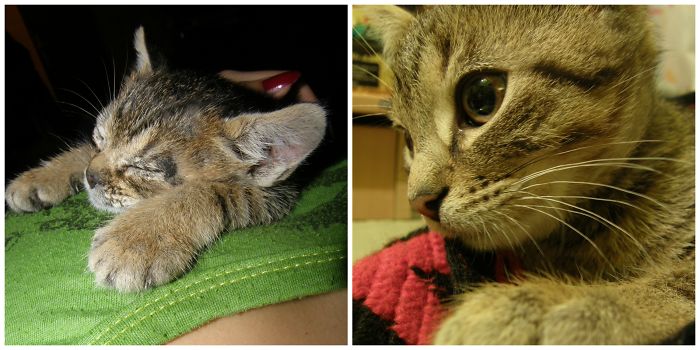 Miloje - Rescued And Cured