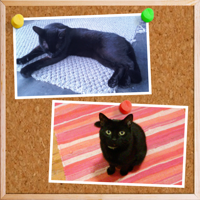 Squirt, Feb 2013, Thin And Neglected By His Owner. July 2014, Healthy, Well Fed, And Loved.