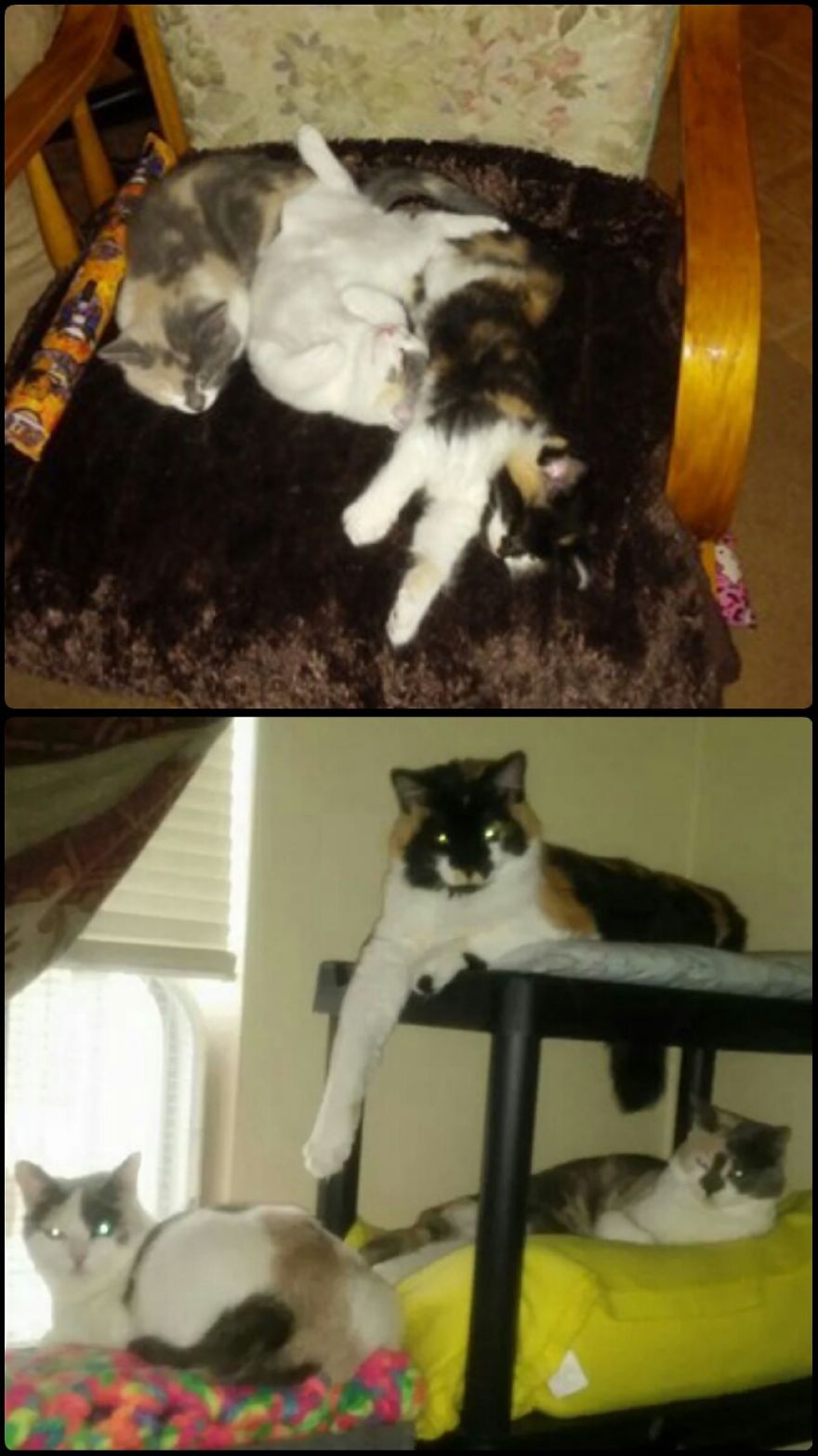 Blossom, Bubbles, & Buttercup - The Powerfluff Girls - Then & Now