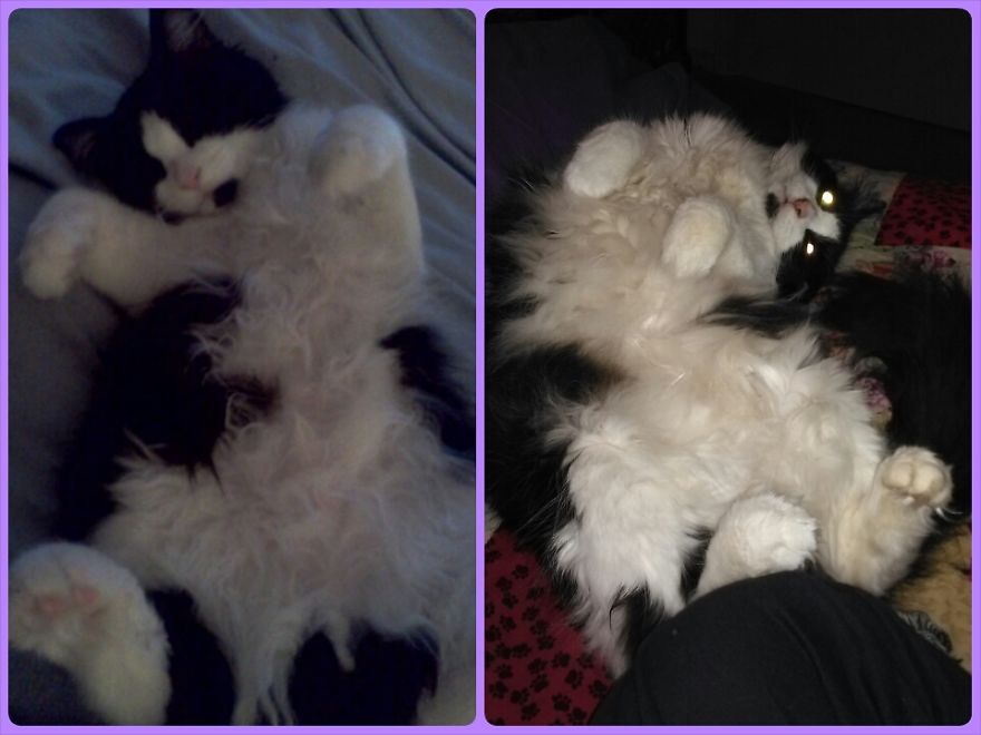 Chewbacca-4months & 6years