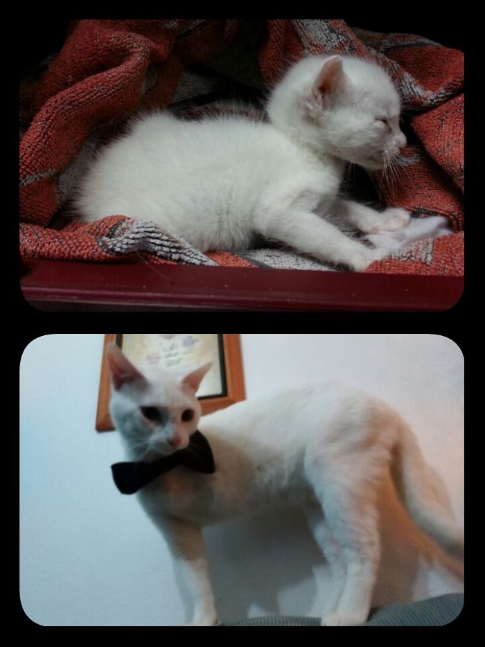 Yuki!! He Was Found In A Waste Container. He Had A Leg Infection And It Had To Be Amputated :(