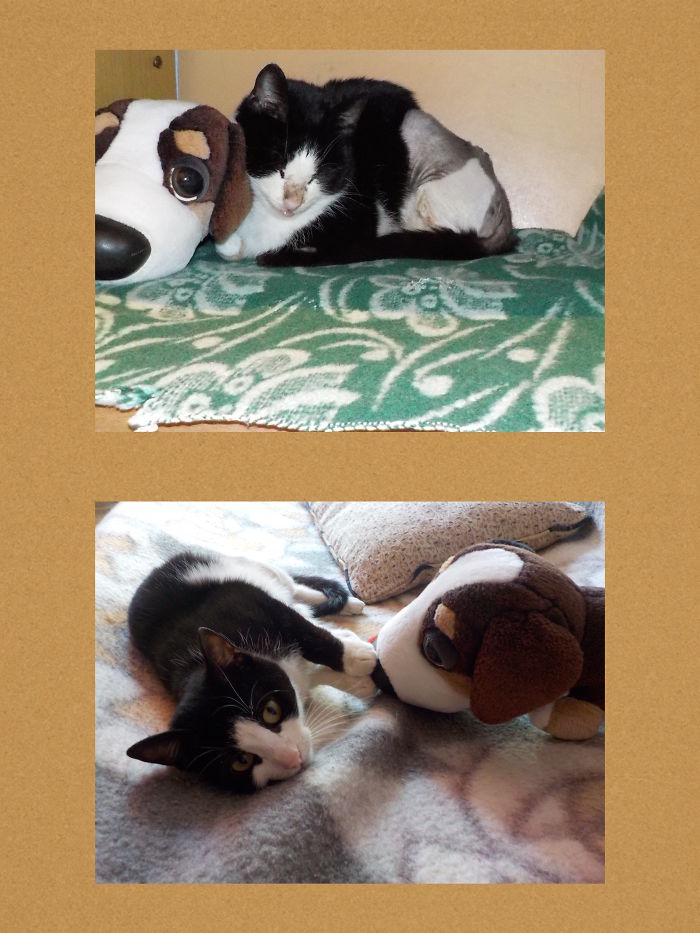 Tara, Found With A Badly Broken Pelvis, Draggind Her Leg. 3 Months Later She Walks On 4 Legs.