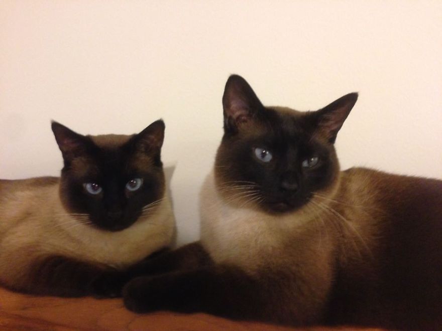 Poncho And Badger 3 Years Old