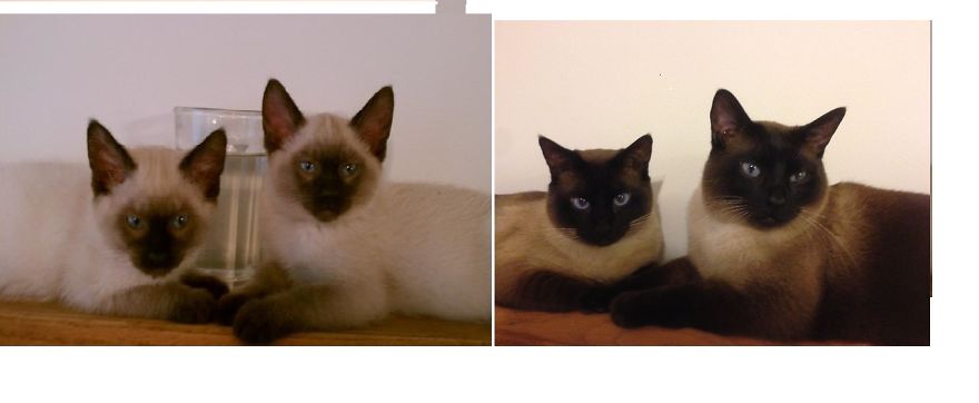 Poncho And Badger At 6 Months Old And At 3 Years Old