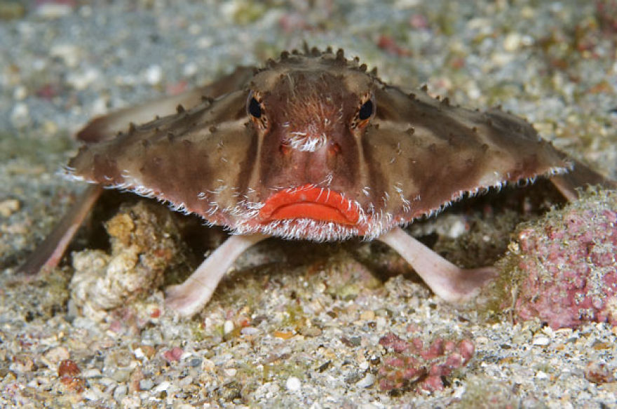 Red-lipped Batfish
