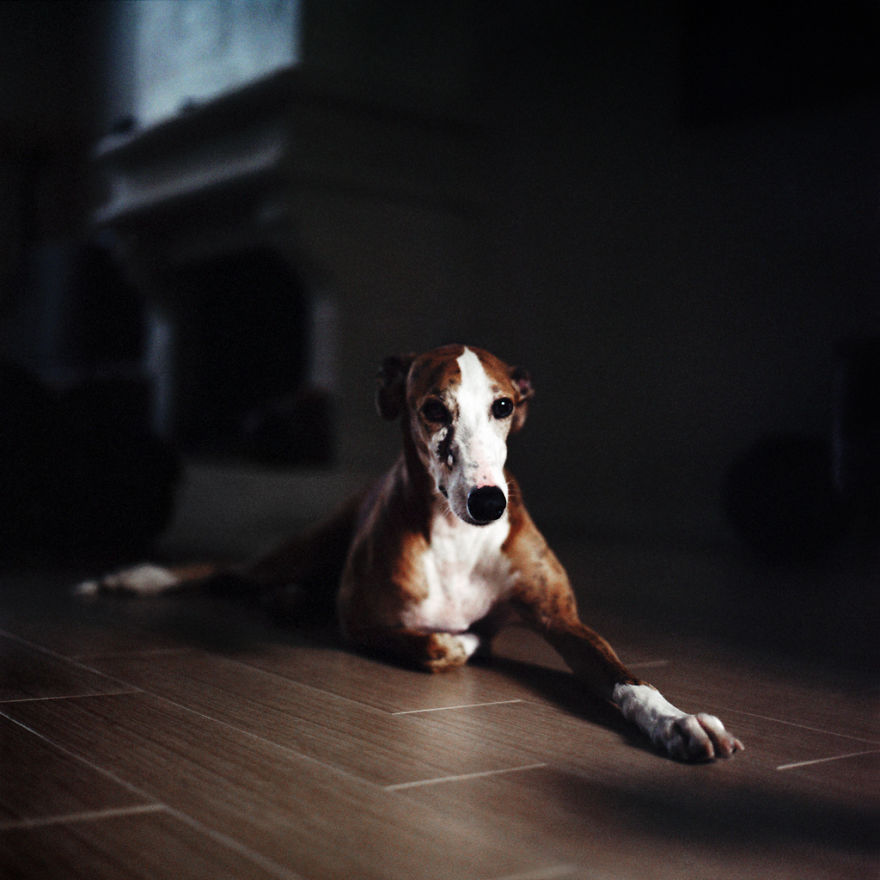 I Photograph Greyhounds Rescued From Horrible Masters Who Tortured Them For Poor Hunting Performance I Photograph Greyhounds Rescued From Horrible Masters Who Tortured Them For Poor Hunting Performance