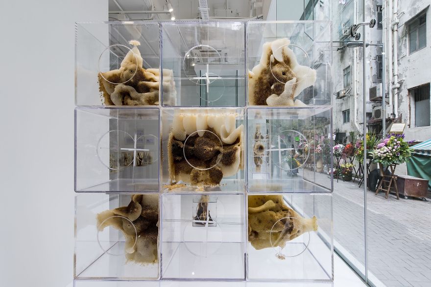 I Collaborate With Bees To Create Beautiful Artworks Of Beeswax I Collaborate With Bees To Create Beautiful Artworks Of Beeswax