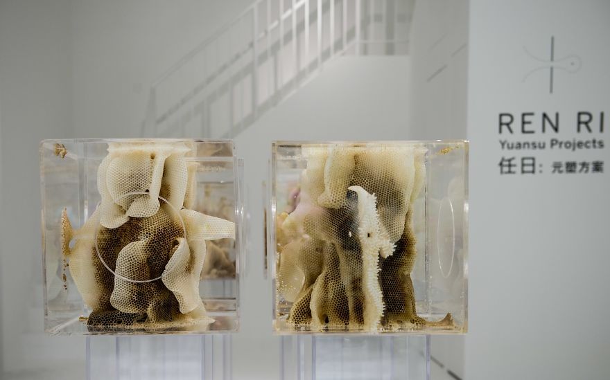 I Collaborate With Bees To Create Beautiful Artworks Of Beeswax I Collaborate With Bees To Create Beautiful Artworks Of Beeswax