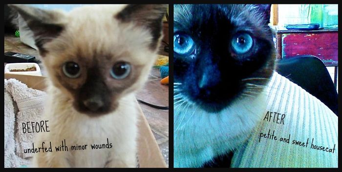 Had To Lie Under A Car For A Long Time To Coax Sassy Out From The Tire Well - Worth It!